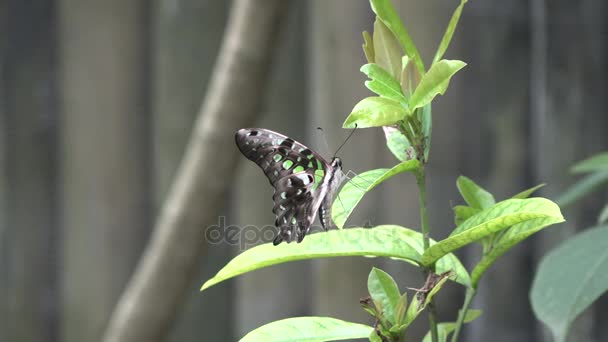 Schmetterlinge Auf Den Blüten Und Blättern Der Büsche Bali Island — Stockvideo