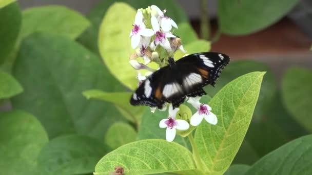 Schmetterlinge Auf Den Blüten Und Blättern Der Büsche Bali Island — Stockvideo