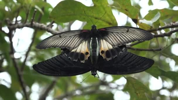 Mariposas Las Flores Hojas Los Arbustos Isla Bali Indonesia — Vídeos de Stock