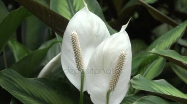 Sarı ve beyaz çiçekler Singapur