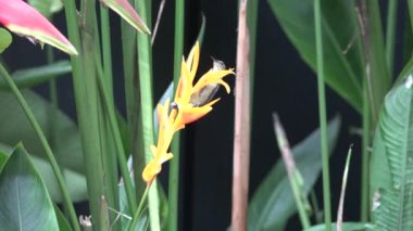 Singapur Botanik Bahçe. Sterlitzia