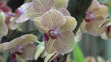 Singapur renkli cam orkide
