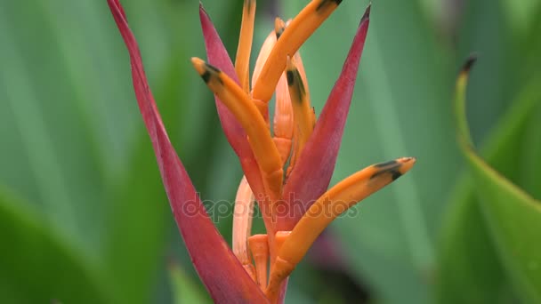 Botaniska Trädgården Singapore Sterlitzia — Stockvideo