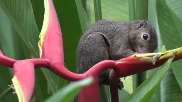 Squirrel Eating Red Tropical Flower Heliconia Bihai — Stock Video