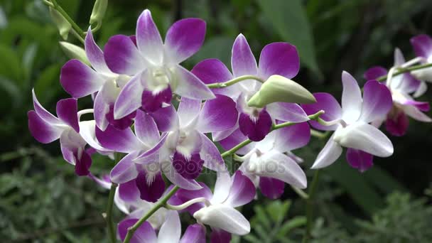 Mehrfarbige Orchideen Singapore — Stockvideo