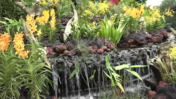 Gelbe Und Weiße Blüten Singapore — Stockvideo