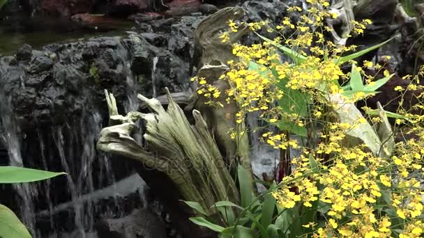 シンガポールで黄色と白の花 — ストック動画