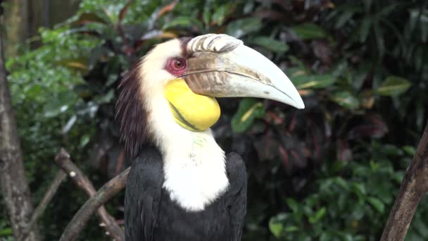 Parrot Long Beak — Stock Video
