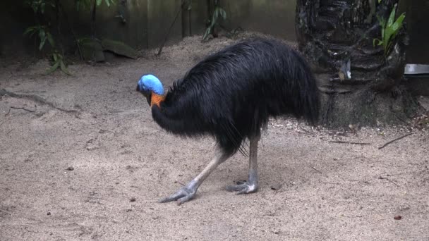 Australische Vogel Cosuarius Het Park — Stockvideo