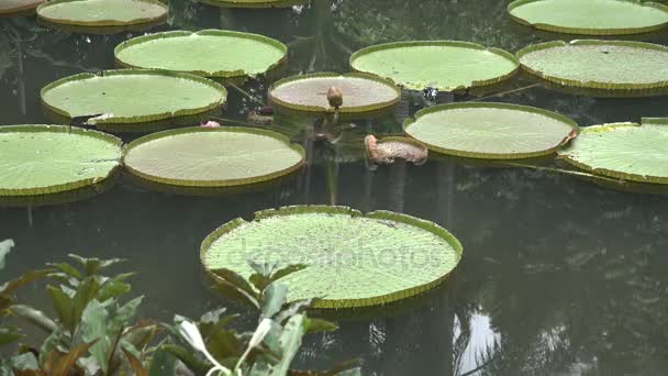 Огромные Водяные Лилии Amazon Victoria Ботаническом Саду Сингапура — стоковое видео