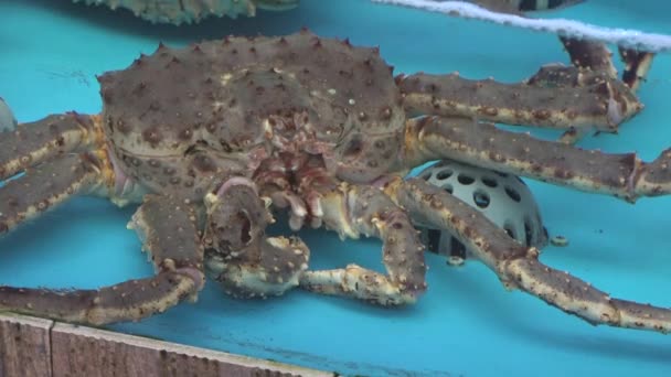 Crabe Dans Aquarium Restaurant — Video