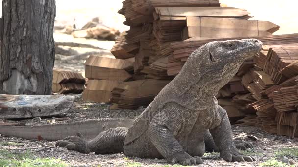 Dragão Ilha Komodo Indonésia — Vídeo de Stock