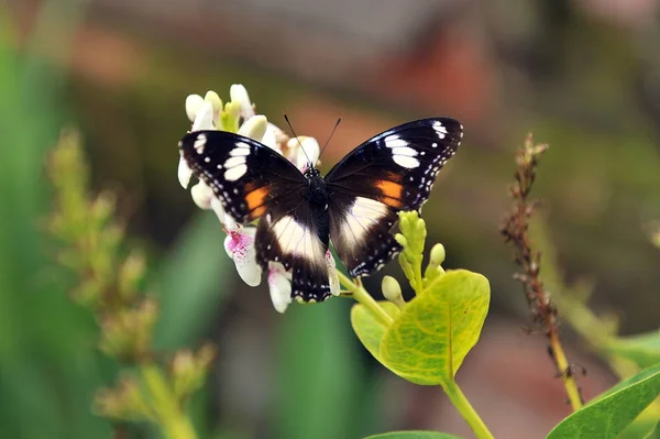 Schmetterlinge Auf Den Blüten Der Büsche Bali Island Indonesien — Stockfoto