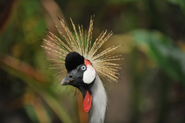 Tropický Pták Střapec Hlavu Černou Červenou — Stock fotografie