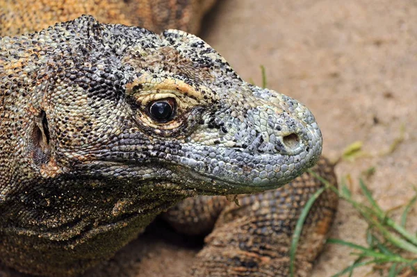 Dragon Île Komodo Indonésie — Photo