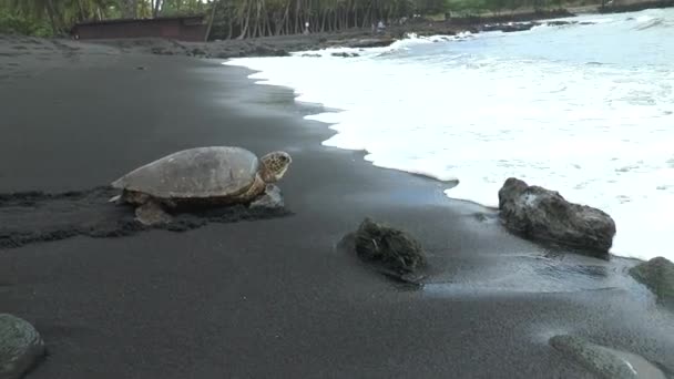 Une Énorme Tortue Mer Rampant Dans Les Eaux Océan Pacifique — Video