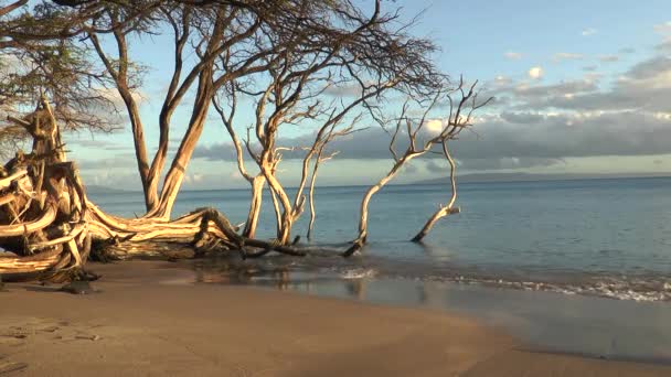 Bela Árvore Costa Arenosa Oceano — Vídeo de Stock