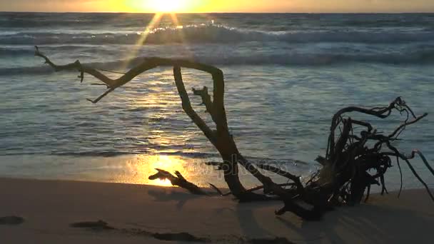 Sunrise Hawaii Kauai Adası Kıyısında — Stok video