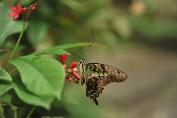 Schmetterlinge Auf Den Blüten Und Blättern Der Büsche Bali Island — Stockfoto