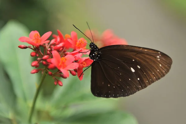 Schmetterlinge Auf Den Blüten Und Blättern Der Büsche Bali Island — Stockfoto