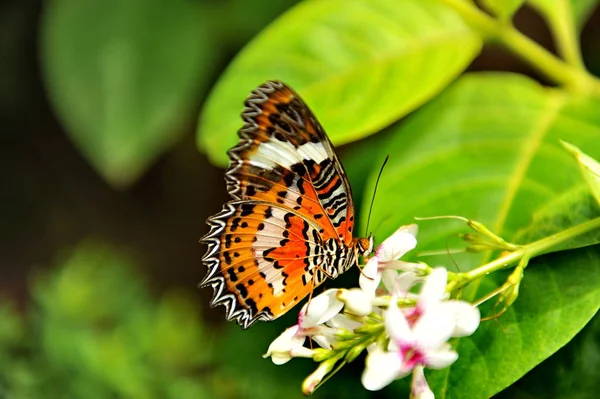 Schmetterlinge Auf Den Blüten Und Blättern Der Büsche Bali Island — Stockfoto