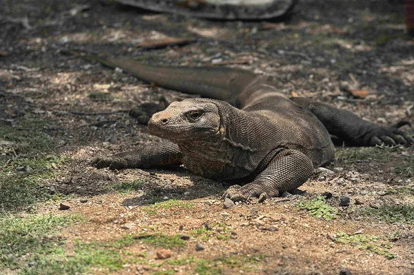 Dragon Île Komodo Indonésie — Photo