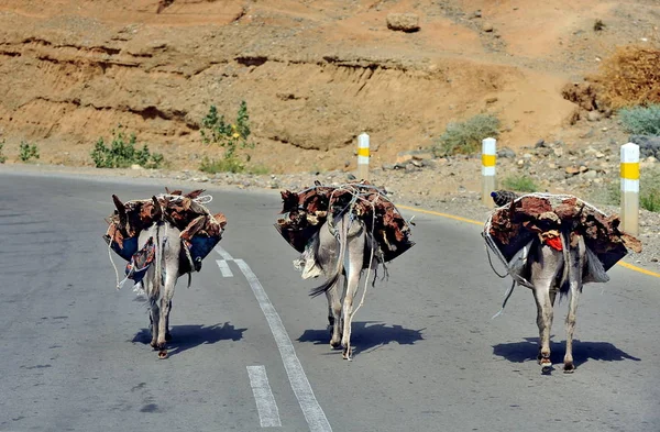 埃塞俄比亚路上的驴 — 图库照片