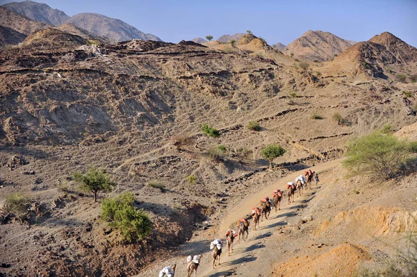 满载盐的骆驼商队离开达纳吉尔的盐沙漠 — 图库照片