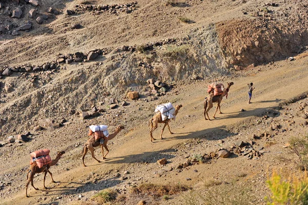 满载盐的骆驼商队离开达纳吉尔的盐沙漠 — 图库照片