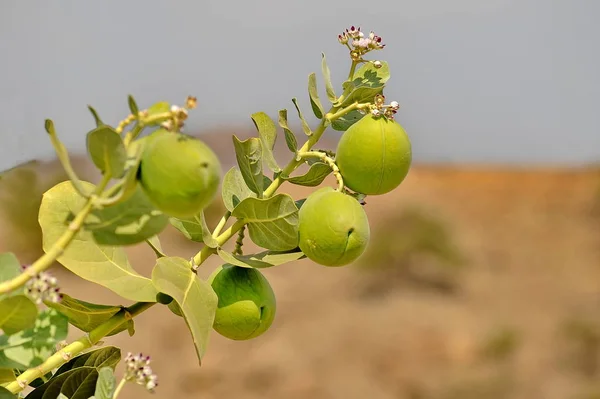 Bois Aux Fruits Ressemblant Des Pêches Photos De Stock Libres De Droits