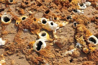 Volkan Dallol (Etiyopya şaşırtıcı fumaroles)