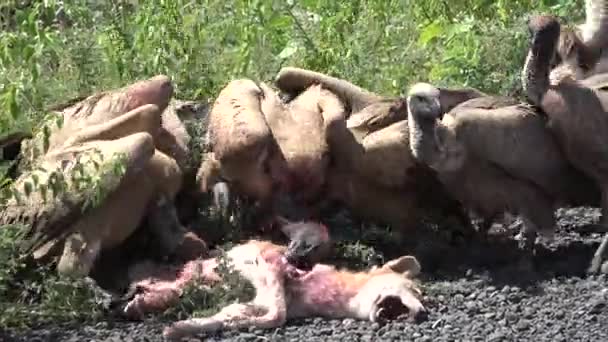 Abutres Beber Sangue Cão Morto — Vídeo de Stock