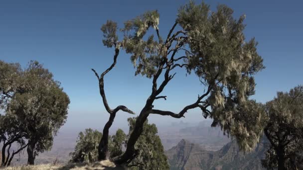 National Park Simien Ethiopia — Stock Video