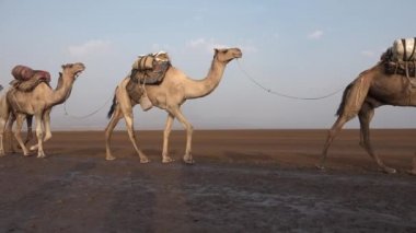 Karavanlar Danakil çöl tuz ile