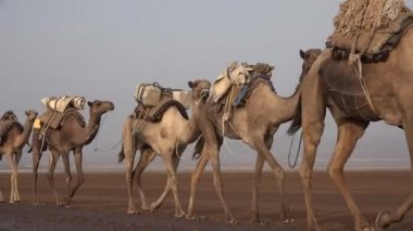 Karavanlar Danakil çöl tuz ile