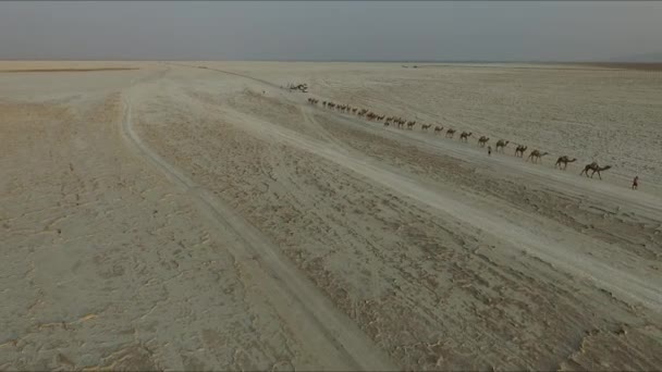 达纳吉尔凹地沙漠中有盐的大篷车 — 图库视频影像