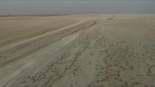 Carovane Con Sale Nel Deserto Danakil — Video Stock