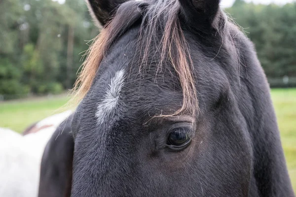 Närbild Brown Horse Huvud — Stockfoto