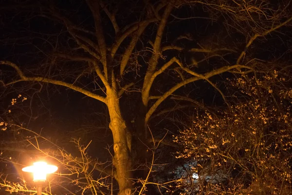 Lampy Uliczne Światła Drzewie Nocy — Zdjęcie stockowe