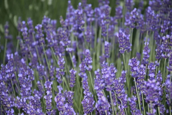 Purple Meadow Vienna Downtown — Stock Photo, Image