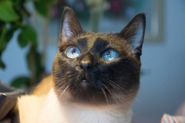 yeşil çalı önünde mavi ışıksi siam blueponit kedi