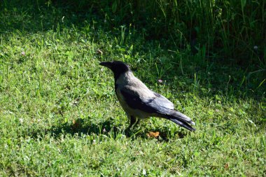 Siyah kuzgun Aschaffenburg yeşil bir çayırda üzerinde. Almanya