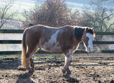 güneşte kahverengi beyaz aygır