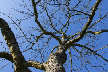 moss aschaffenburg bölüm iki yakınındaki spessart ormandaki fotoğrafı gökyüzü karşı olan ağaç