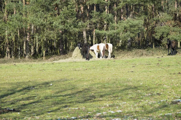 Konie Jeść Siano Zielonej Łące — Zdjęcie stockowe