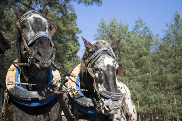 Horse-drawn carriage in Spessart near the city of Aschaffenburg