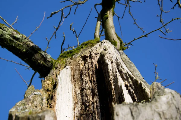 Tree Moss Sky Photographed Spessart Forest Aschaffenburg Part One — Stock Photo, Image