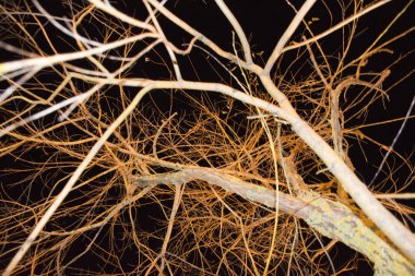 fenerler ışık ağaç