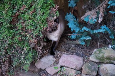Siyam kedi fare bir kozalaklı ikinci bölümü arkasında arar