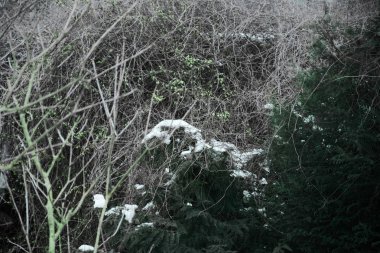 Sarı, yeşil ve beyaz